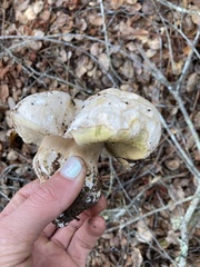 Boletus barrowsii