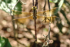 Zosteraeschna minuscula