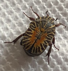 Gymnetis stellata