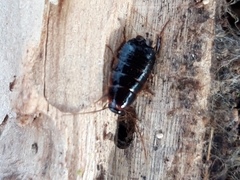 Loboptera