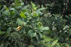 Dillenia suffruticosa