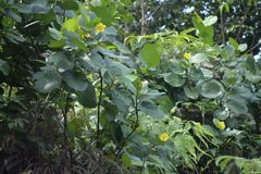 Dillenia suffruticosa