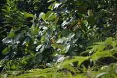 Dillenia suffruticosa