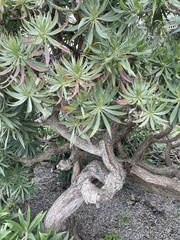 Euphorbia dendroides