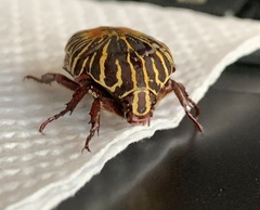 Gymnetis stellata