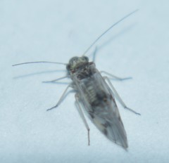Psocinae