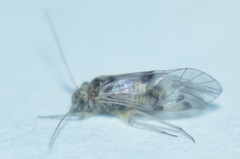 Psocinae