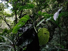 Monstera acuminata