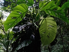 Monstera acuminata