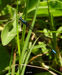 Acanthagrion lancea