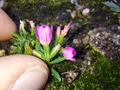 Centaurium chloodes