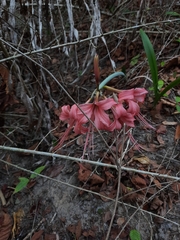 Hippeastrum stylosum