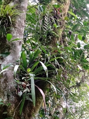 Pseudalcantarea viridiflora