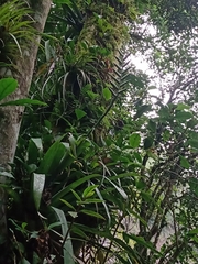 Pseudalcantarea viridiflora