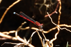 Oxyagrion terminale