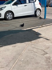 Columba livia domestica