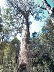 Eucalyptus denticulata