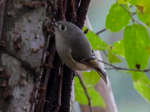 Ruby-crowned Kinglet photographed in Texas
