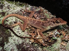 Anolis reconditus