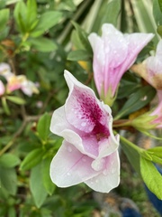 Rhododendron × pulchrum