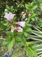 Rhododendron × pulchrum