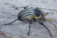 Psapharus ruficornis