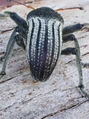 Psapharus ruficornis