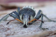 Psapharus ruficornis