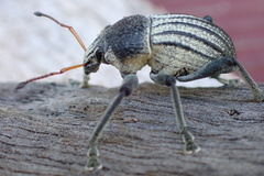 Psapharus ruficornis