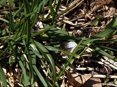 Lomographa semiclarata