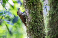 Lepidocolaptes falcinellus