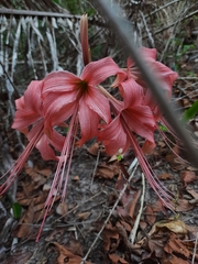 Hippeastrum stylosum