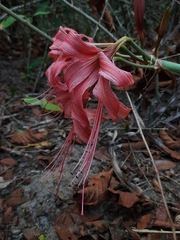 Hippeastrum stylosum