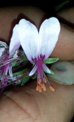 Pelargonium hispidum