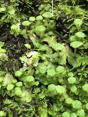 Cryptomitrium tenerum