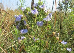 Psoralea glabra