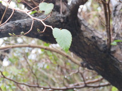 Alnus sieboldiana