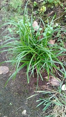 Carex vulcani