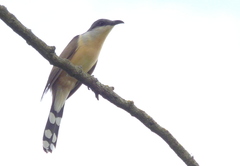 Dark-Billed Cuckoo photo 3