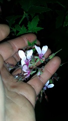 Pelargonium hispidum