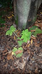 Pelargonium hispidum