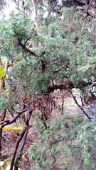 Juniperus brevifolia