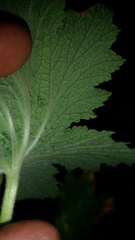 Pelargonium hispidum