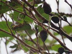 Alnus sieboldiana