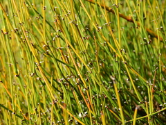 Ephedra triandra