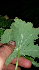 Pelargonium hispidum