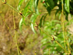 Ephedra triandra