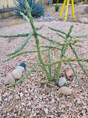 Cylindropuntia arbuscula