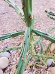 Cylindropuntia arbuscula