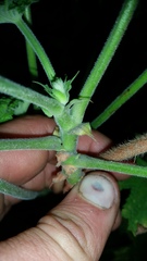 Pelargonium hispidum